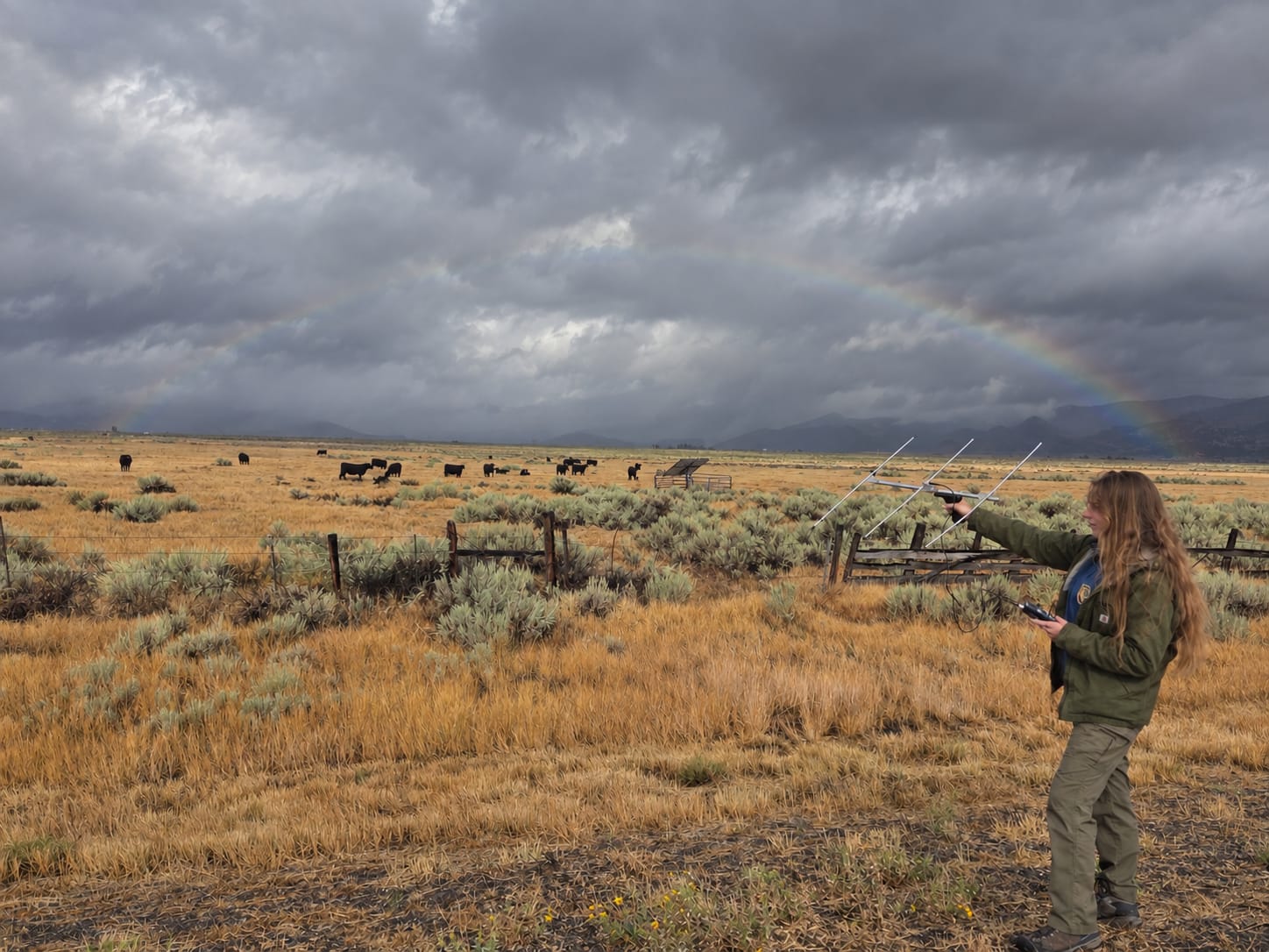 CDFW Biologist using telemetry overlooking a field of cattle